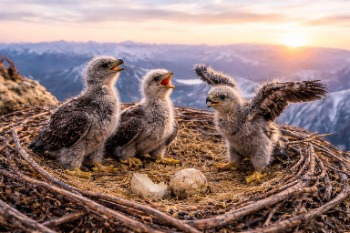 baby eagles2.jpg