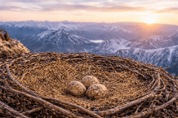 Eagle eggs.png